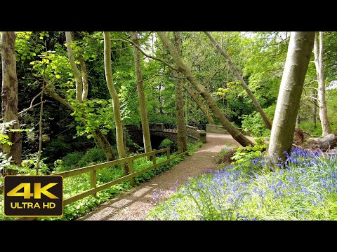 Nature Walk ASMR - Aden Country Park, Scottish Countryside | 4K [short preview]