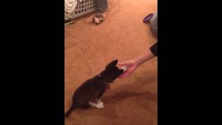 Alaskan Klee Kai tricks 11 weeks