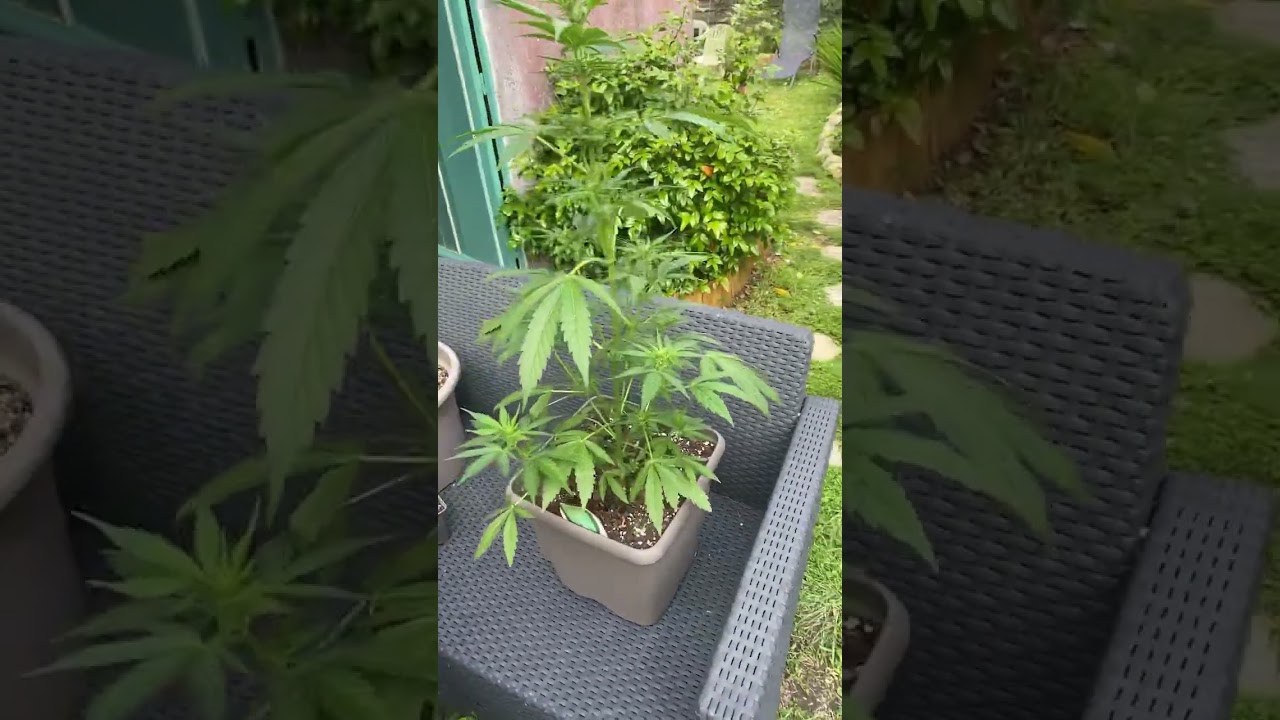 Culture ourdoor / autofloraison