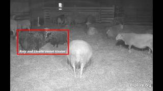 Farm Sanctuary Sheep Barn Rory And Lorelai Sweet Kissies Late Day 2182026 Explore.org