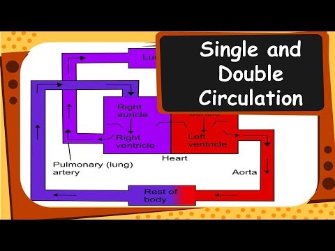 Flow Chart Of Double Circulation Of Blood