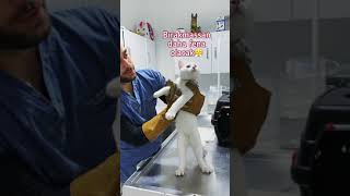 Sevimli Beyaz Kedi Aşı Olunca Çok Kızdı! 😍 #TheVet