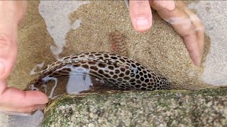 Marine biodiversity, some never-before-seen snails and marine life