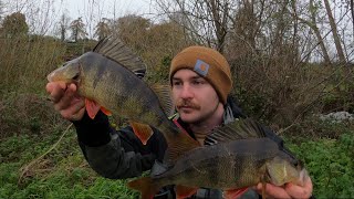 Winter Perch Fishing On Ireland’s Rivers