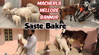 saste bakre for sale in Hyderabad | macherla Nellore brown and bannur females available in Golconda