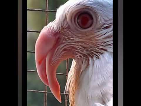 اقواى الحمام المرسلات