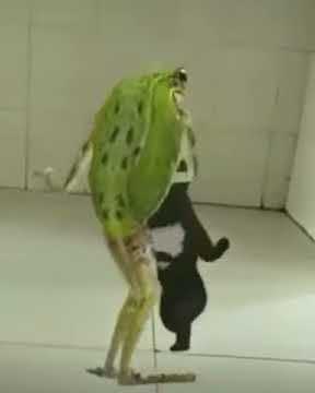 Vidio   lucu     kodok    joget    dengan   tikus   ha