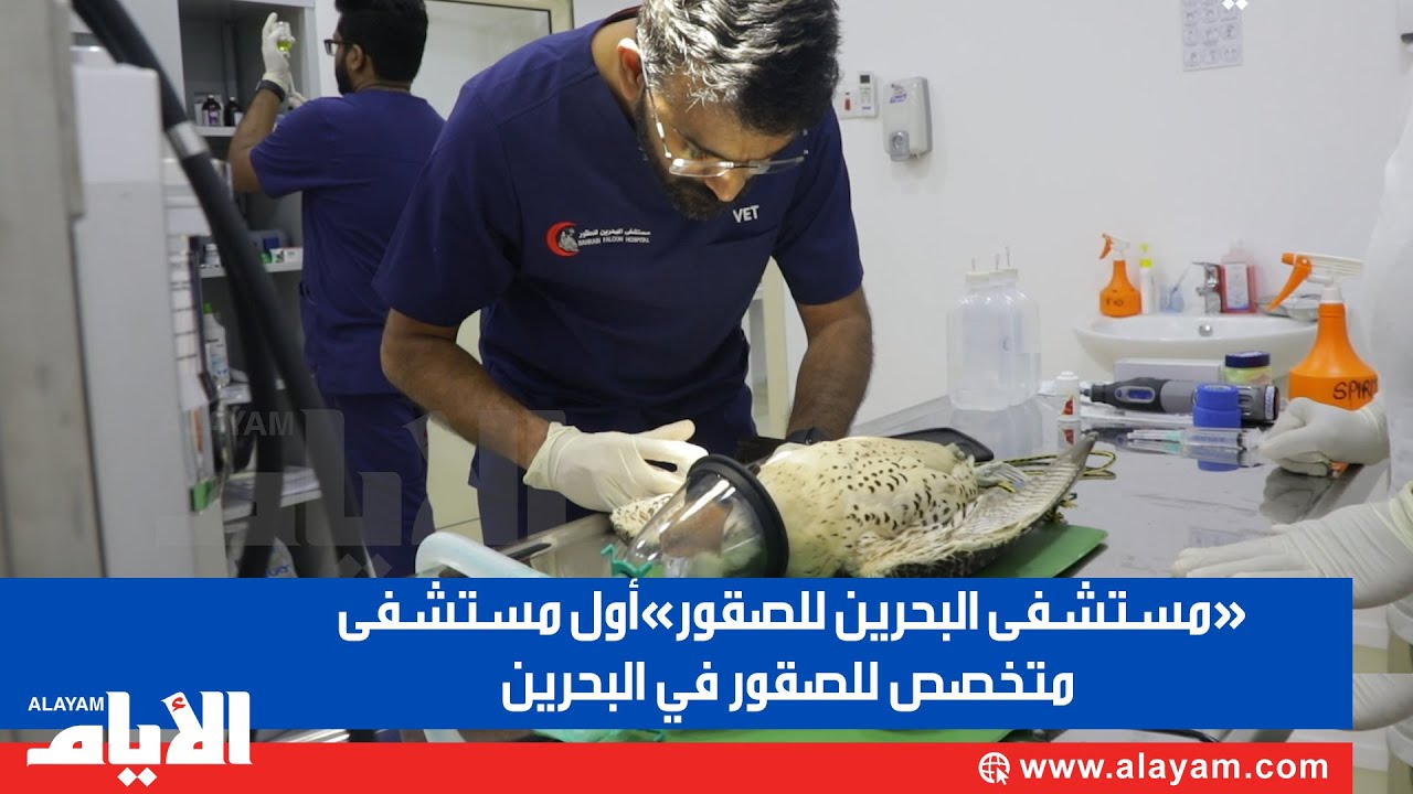 «مستشفى البحرين للصقور»أول مستشفى متخصص للصقور في البحرين