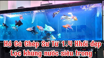 Hồ Cá Chép Sư Tử 1.4 Khối Đẹp - Nguyên Nhân Hồ Bị Cặn Li Ti - Lọc 5 Ngăn Nước Siêu Trong.Hồ A Toản.