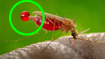 ¿Cuánto tarda un mosquito en llenarse de sangre?