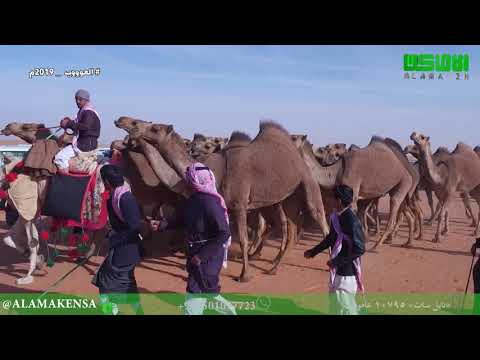 مسيرة منقية بداح حماد آل مطرف الخييلات الدوسري