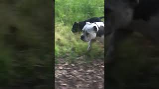 Staffordshire Bull Terrier - Walk Jog Run