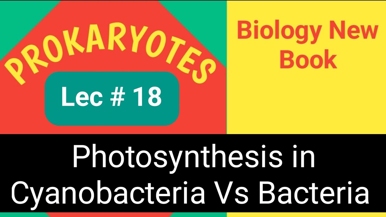 Cyanobacteria Vs Photosynthetic Bacteria Prokaryotes Class 11