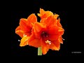 Blooming Amaryllis Timelapse