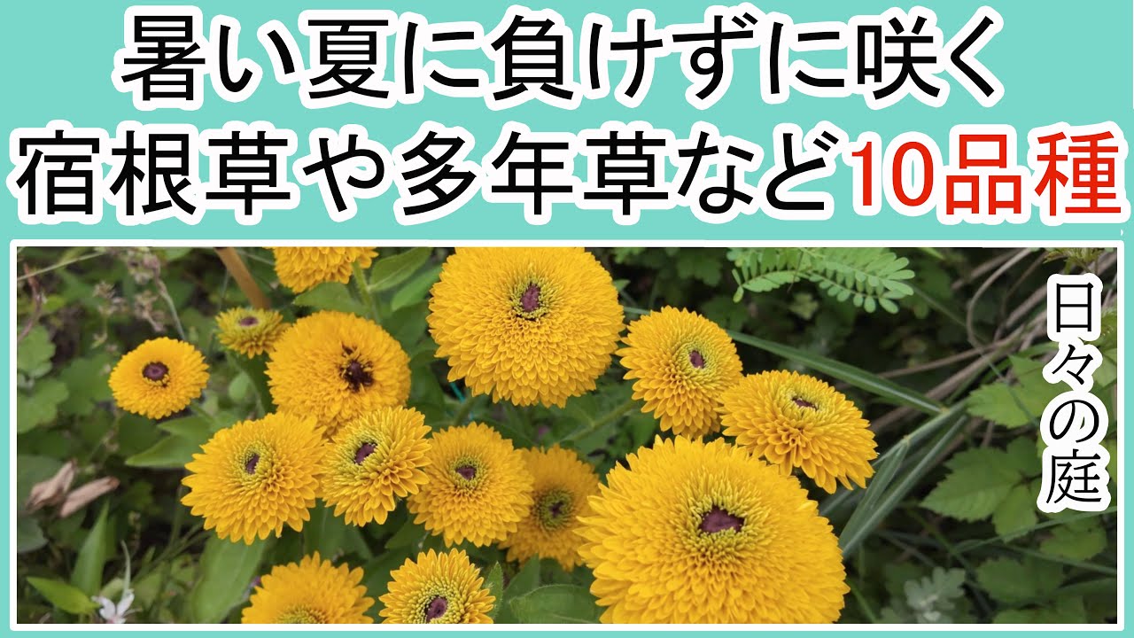 【ナチュラルガーデン】植えてよかった夏に咲く宿根草や多年草など10品種/植えっぱなしで毎年咲く宿根草や多年草/ガーデニング - YouTube