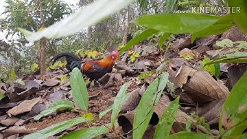 Dib Qaib Qus Pom 1 Tuaj Zoo Heev   30/1/2019