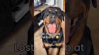 Whose fault was it really?  #funnydog #funny #dogcomedy #dog #rottweiler #jokes