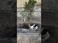 AL FIN ESTÁN GERMINANDO LAS PERRILLAS QUE SEMBRÉ 