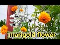 देशी गेंदे का पौधा गमले में कैसे लगाएं।marigold flower plant in pot.