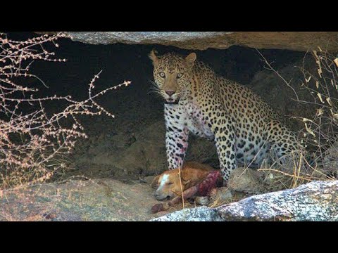 Leopard attacks on dog - shocking video - Part 2
