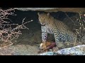 Leopard attacks on dog - shocking video - Part 2