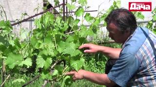 Уход за плодоносящими кустами винограда: третий год