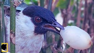 IBU MEMBUANG BUAH RAMBUTAN DARI SARANG