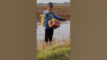 xiệt chuột ếch đồng mùa lúa bơm nước chuẩn bị xạ