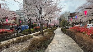 ３月　桜　播磨坂　ー　12ヶ月の東京