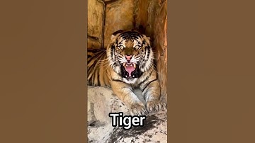 Thumbnail of Hear the Roar of a Wild Tiger 🐅 #shorts #short
