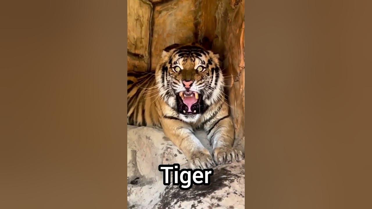Hear the Roar of a Wild Tiger 🐅 #shorts #short