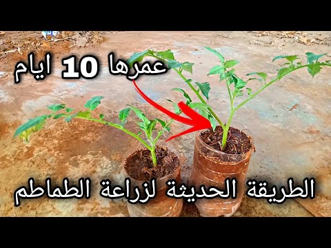 إزراع الطماطم بهذه الطريقة وحصل على شجرة بهذا الحجم في 10 أيام فقط زراعة الطماطم الزراعة الحديتة