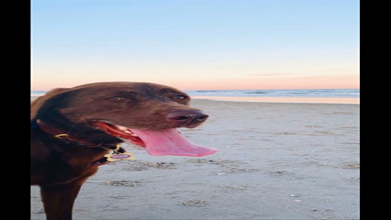 DEJECTED CAKE Need Daylight STILL NEED NIGHTMARE beautiful Hard Explore often