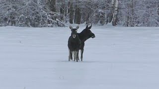 Hunting for elk, deer and wild boar. The beast's performance is the best of the season.