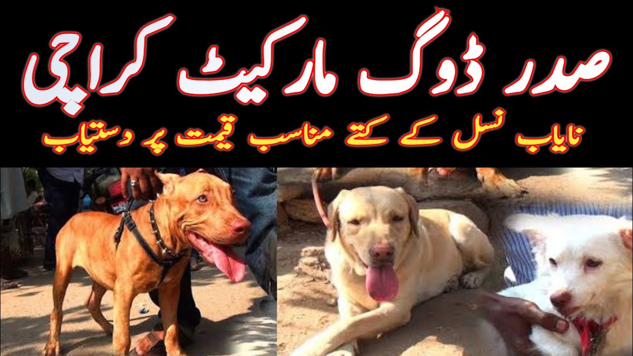 dog market saddar karachi saddar dog market marketbhai YouTube