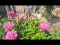 Amazing peony flowers  ogiwons adventuring vlog