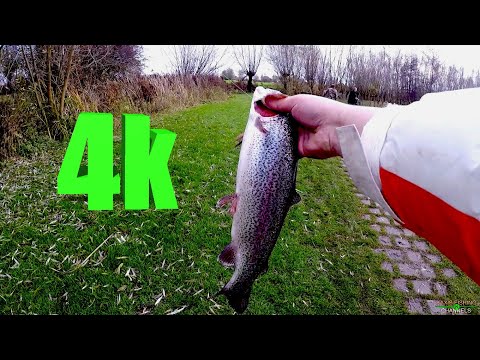 ➽ tevzaoba kalmaxze holandiashi 4k ➽ kalmaxis adgili xelovnuri tba ➽ pasiani adgili 15 Euro ➽ 5 sati