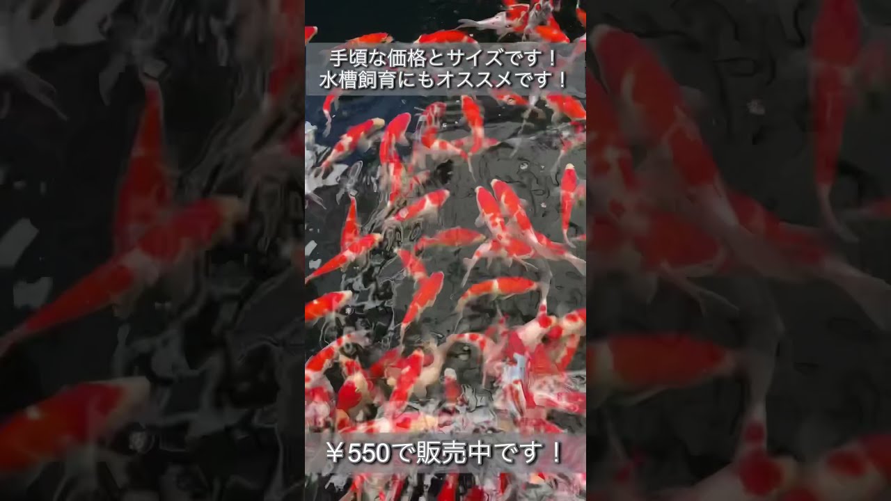 養魚講座〈第1巻〉鯉 (1966年) |本 | 通販 | Amazon