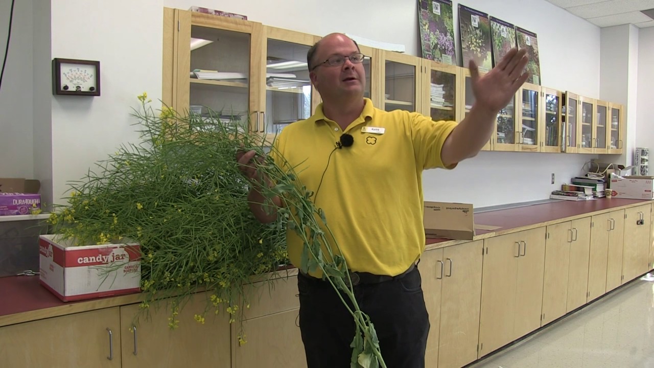 Canola School: Considerations for straight cutting as acres surge