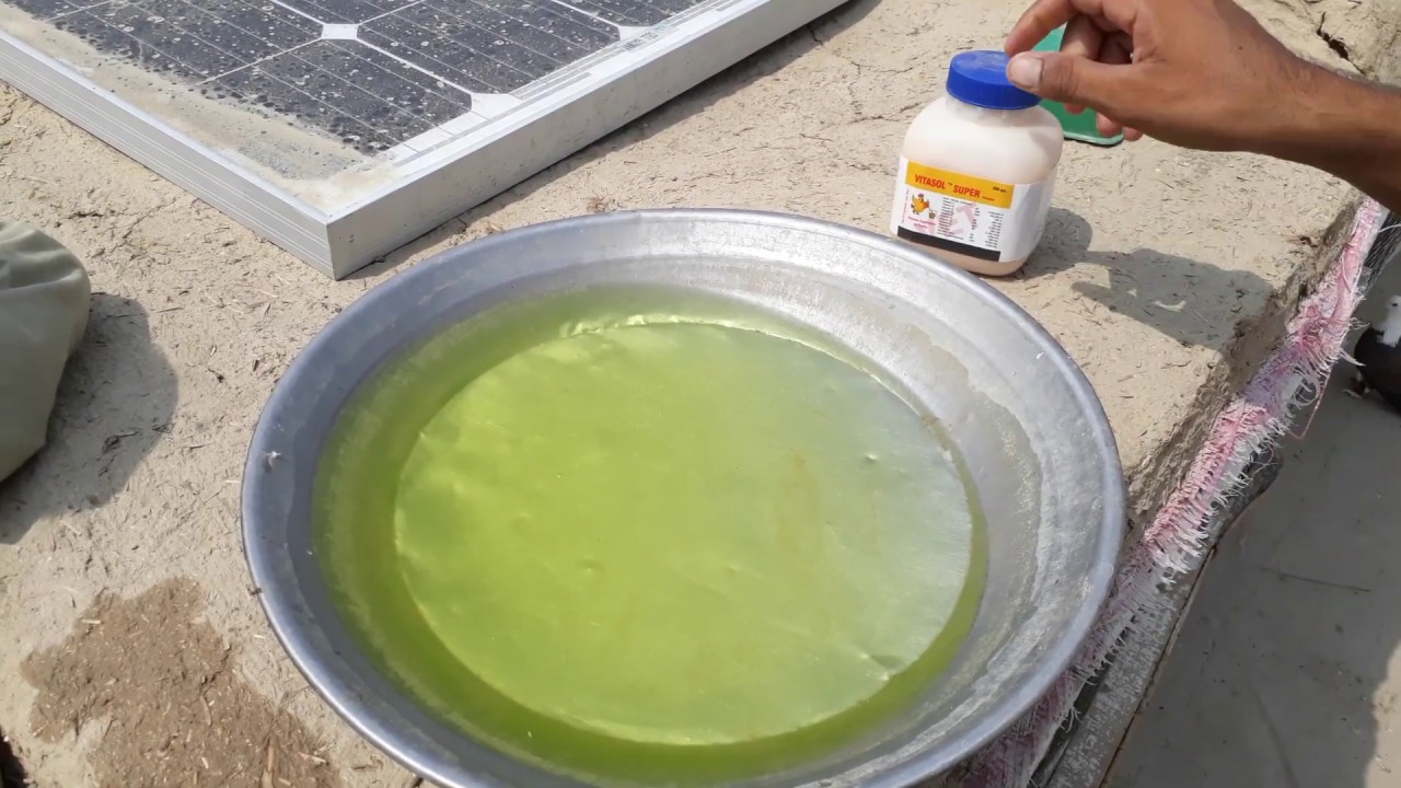 VITASOL SUPER POWER// All vitamins complete in birds YouTube