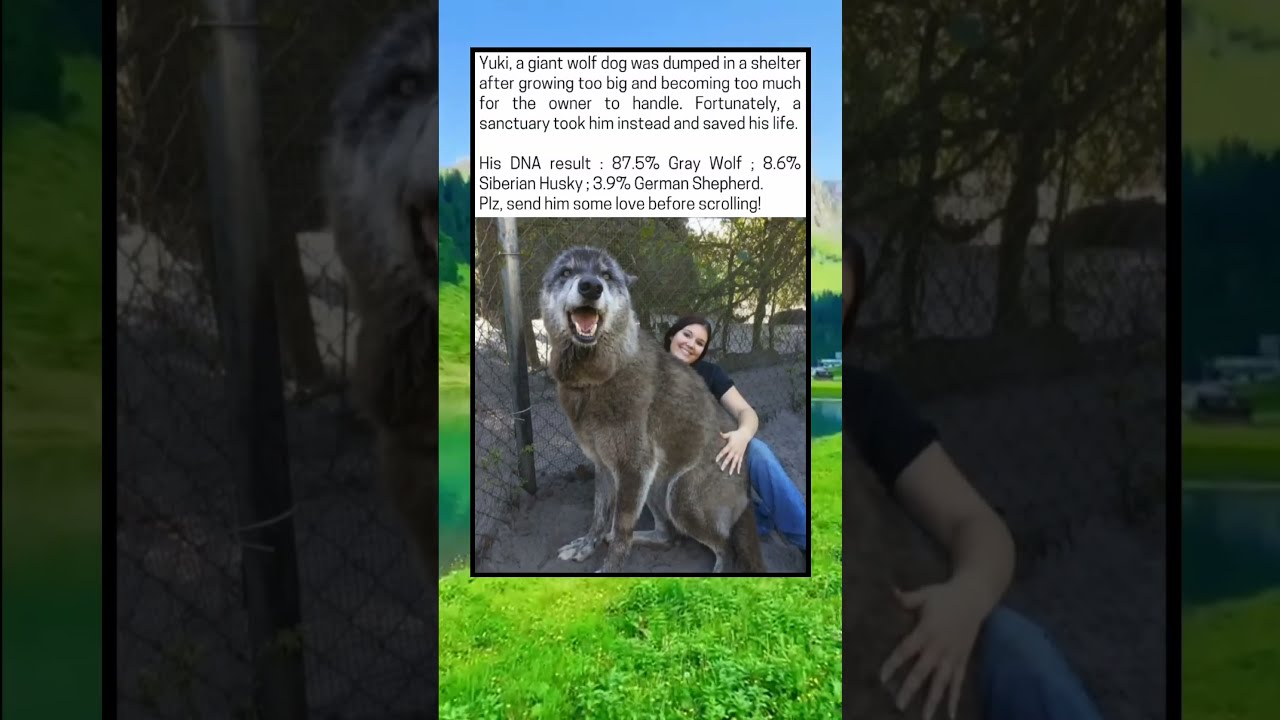 From Abandoned To Adored Yuki The 87 5 Wolfdog Was Too Wild For His Owner 