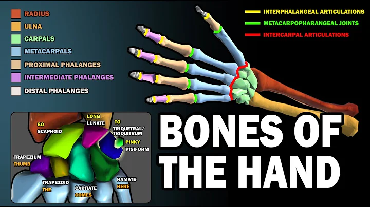 BONES OF THE HAND (LEARN IN 2.5 MINUTES!)