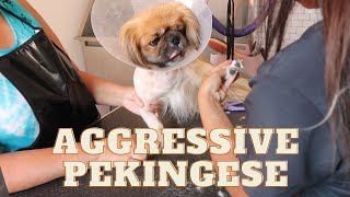 PEKINGESE FULL OF TICKS AND AGGRESSIVE GETS HAIR CUT | RURAL DOG GROOMING