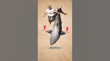 لا تفعل هذا مع القرش الطريقة الصحيحة لإنقاذه دون أن تتعرض للأذى 