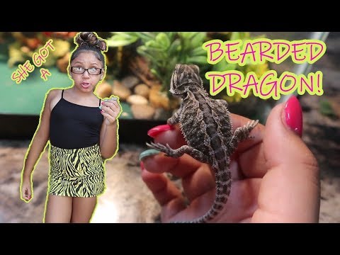 OWNING A BEARDED DRAGON