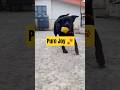 Just Pure Happiness 😍🐶|Cute Dog Moment| #shorts #viral #trending