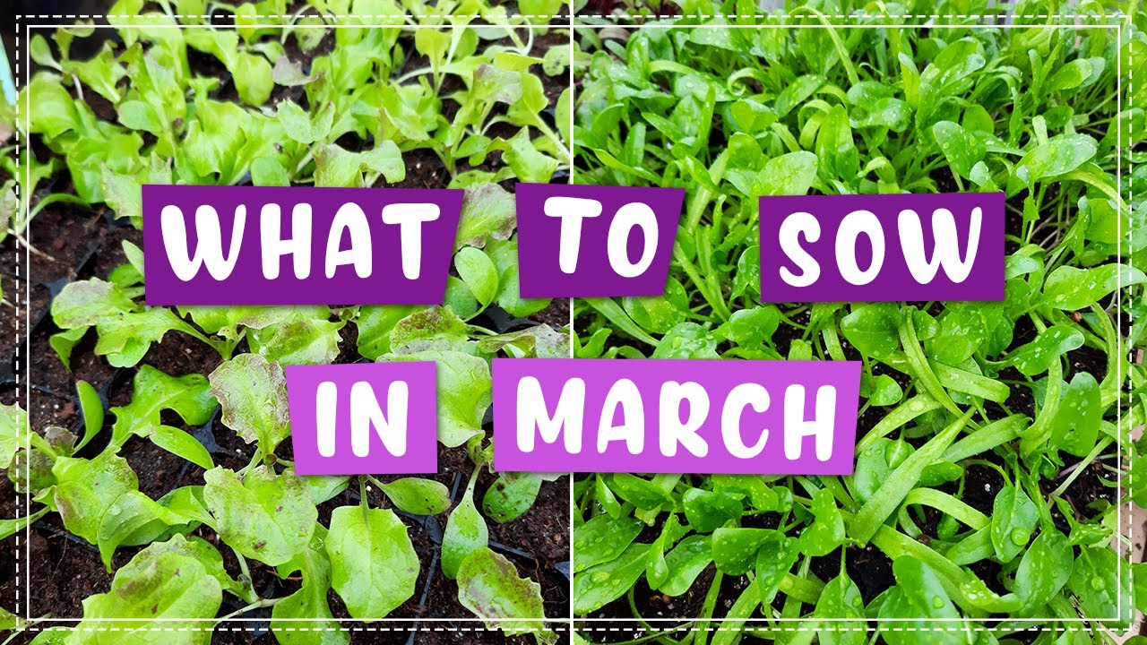What Seeds To Start In March YouTube what-seeds-to-start-in-march-youtube