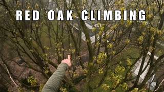 Nice Red Oak route to reach and rig a broken limb.