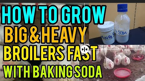 How to Grow Big & Heavy Broilers Fast Using Baking Soda | Proven Poultry Farming Secret