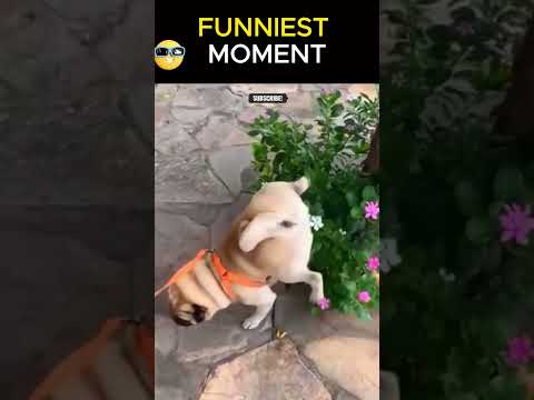 New Funny Videos 2023 😍 Cutest Cats and Dogs 🐱🐶 | #shorts